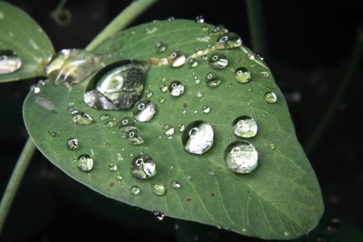 big fresh water drops on the green leaf 