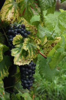 fresh red grapes with green leaves in the nature