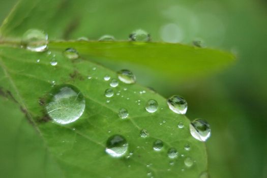 big fresh water drops on the green leaf 