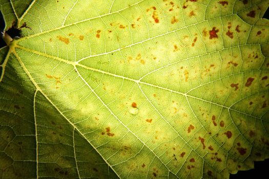 leaf texture with the light behind this