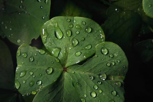 fresh green leaf and water drops as nature texture