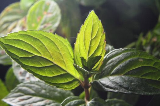 fresh mint as very nice natural background