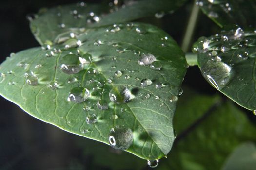 fresh green leaf and water drops as nature texture