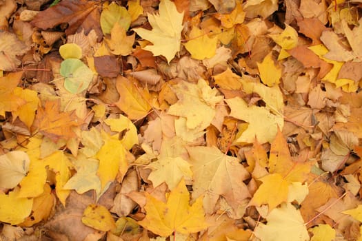 nice color leaves as very nice autumn background