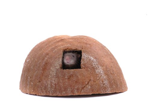 mouse and their house isolated on the white background