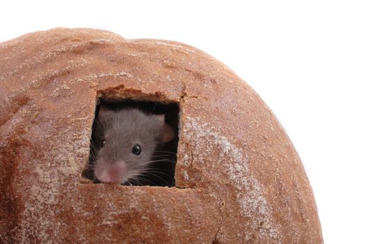 mouse and their house isolated on the white background