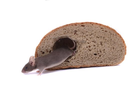 mouse and their house isolated on the white background