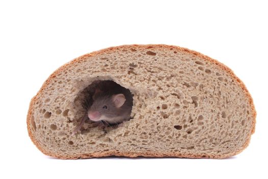 mouse and their house isolated on the white background