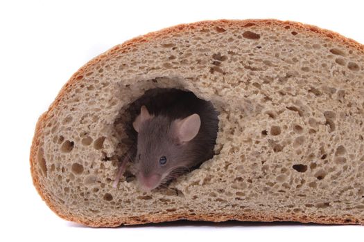 mouse and their house isolated on the white background