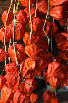 exotic fruits as very nice food background