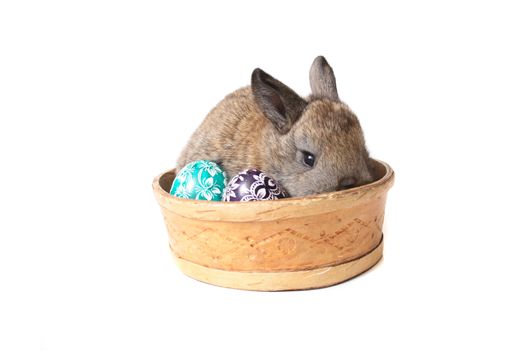 easter eggs and rabbit isolated on the white background
