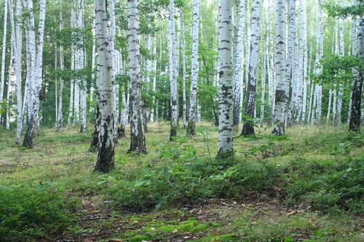very nice green forest from the czech republic