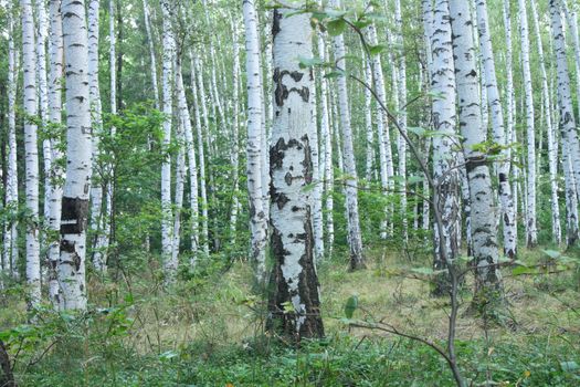 very nice green forest from the czech republic