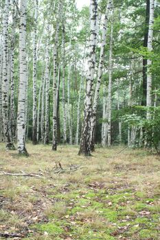 very nice green forest from the czech republic