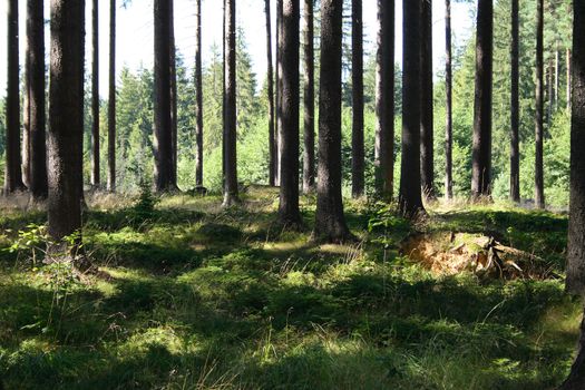 very nice green forest from the czech republic