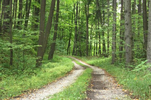 very nice green forest from the czech republic