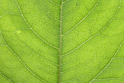 green leaf texture as very nice natural background