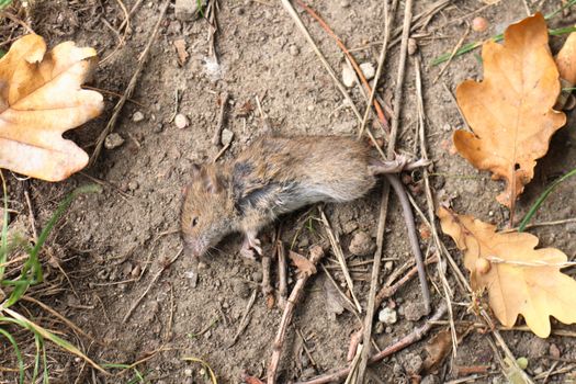 small dead mouse as depressive autumn background