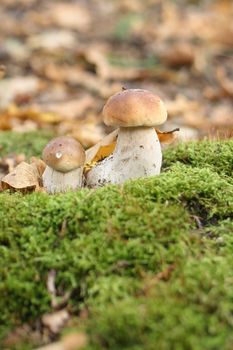 young fresh mushroom in the green forest