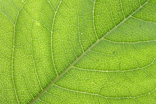 green leaf texture as very nice natural background