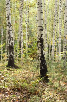 very nice green forest from the czech republic