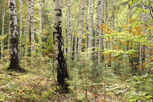 very nice green forest from the czech republic