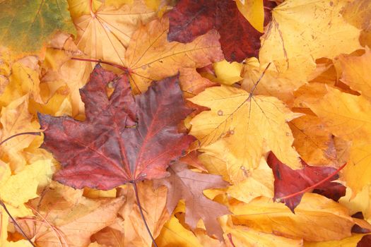 very nice yellow and brown autumnal leaves background