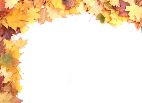very nice colorfull autumn background from  the leaves