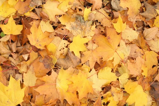 very nice yellow and brown autumnal leaves background