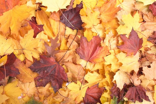 nice color background from the autumn leaves 