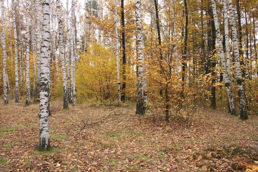 nice autumn country in the Prague park 