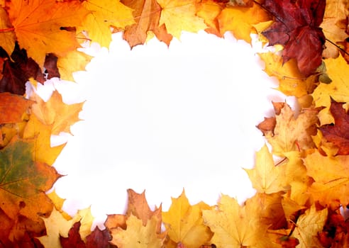 very nice colorfull autumn background from  the leaves