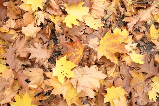 very nice yellow and brown autumnal leaves background