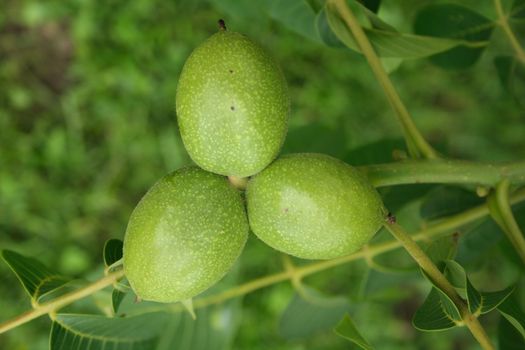 fresh green walnuts as natural garden  background