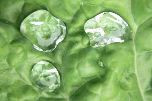 water drops in green (detail of leaf)