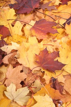 very nice yellow and brown autumnal leaves background