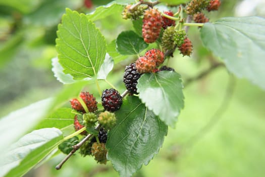 mulberries in the nature (detail of the mullberry tree