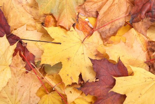 very nice colorfull autumn background from  the leaves