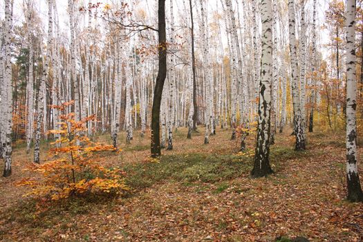 very nice natural czech forest in the autumn