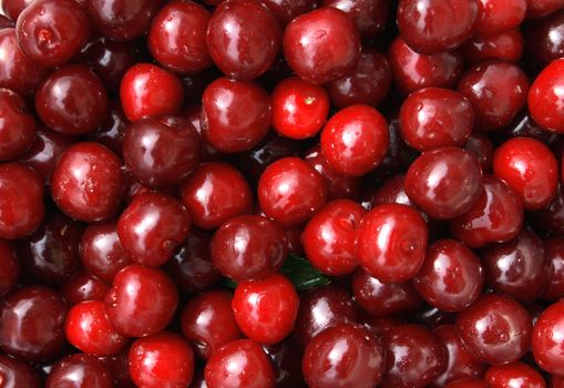 red cherries in the sun as food background