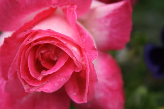 fresh red rose as natural garden  background