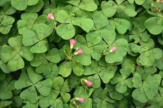 fresh green leaves as natural garden  background