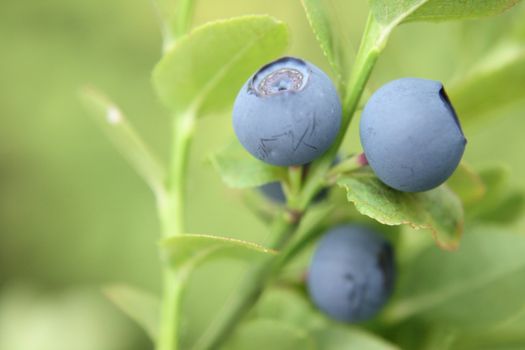 fresh blueberries as very nice natural background 