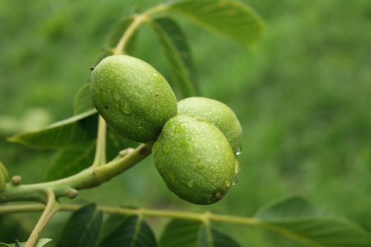 fresh green walnuts as natural garden  background