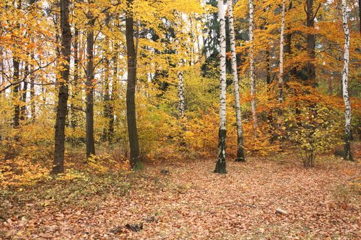 very nice natural czech forest in the autumn