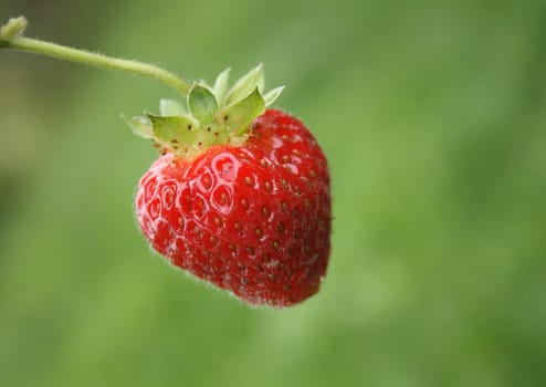 strawberry isolated on the green background