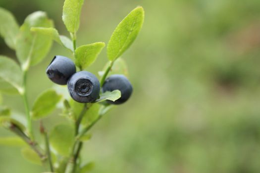 Blueberries in the nature with green background