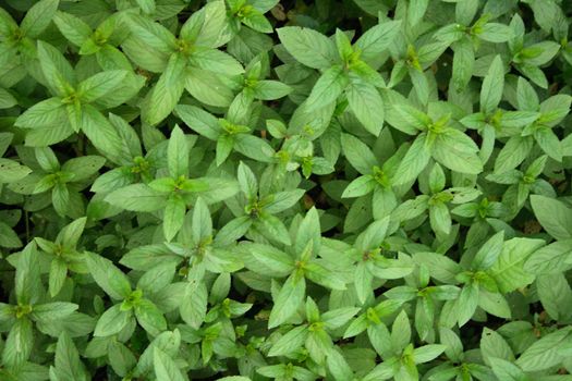 detail of green leaves as nice natural background