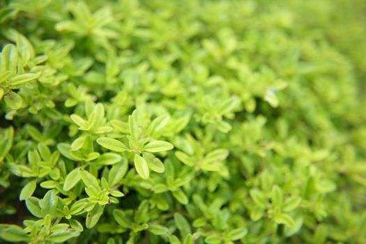green natural backround with the small leaves