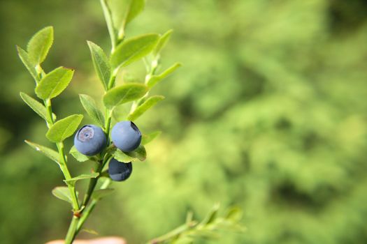 fresh blueberries as very nice natural background 